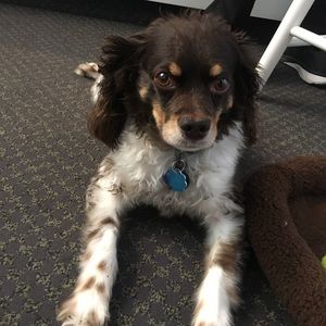 Meet your Posher, Devon